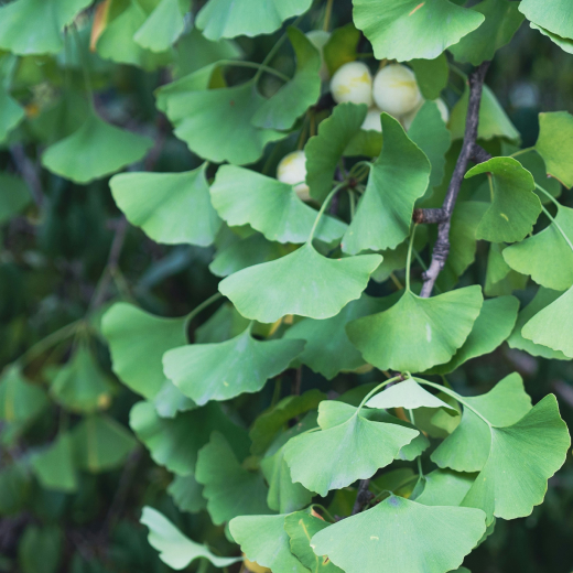 Ginkgoblätter