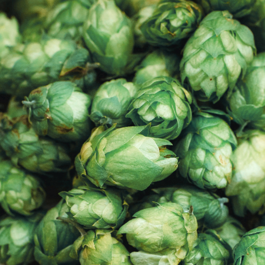 Hopfenblüten