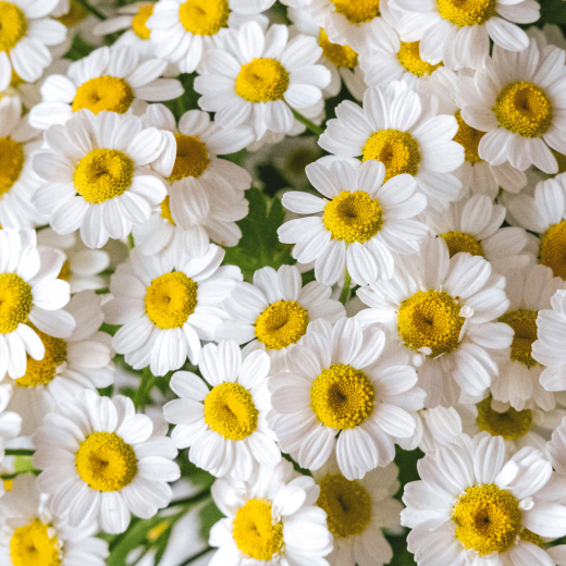 Kamillenblüten