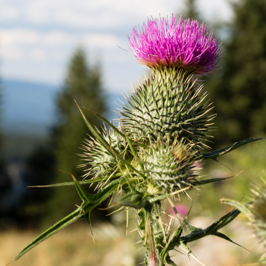 Mariendistel